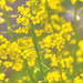 Wild Mustard