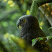 Kākā