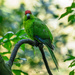 Kākāriki