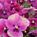 Pansies