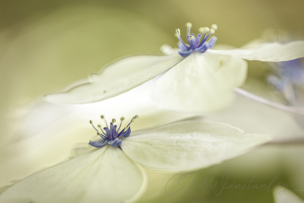 Splash of Blue by kipper1951