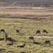 Deer in the Sunshine by jamibann