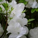 White azalea blossoms...