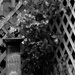 Confederate jasmine...