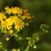 Small's ragwort...