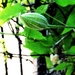 Clematis. by beryl