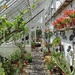 The Grape House....