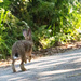 Extras - Hare by pamknowler