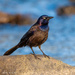 Common Grackle