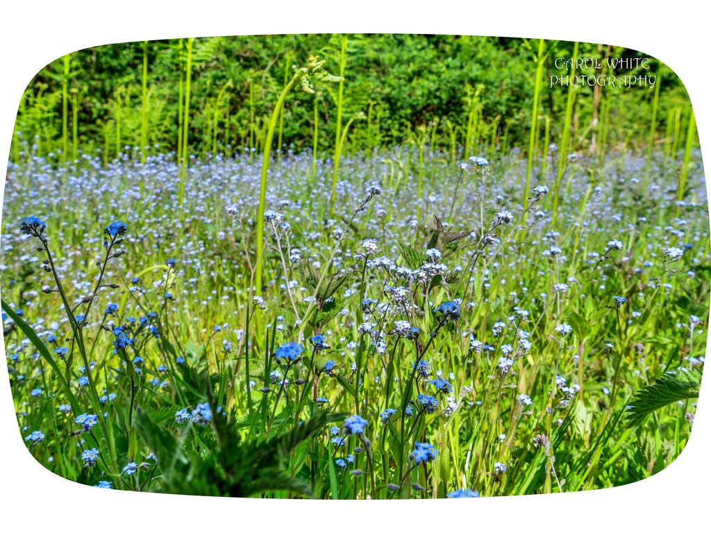 So Many Forget-Me-Nots by carolmw