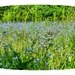 So Many Forget-Me-Nots