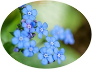 14th May 2025 -  Forget-Me-Nots