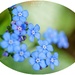  Forget-Me-Nots