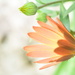 Osteospermum and bud~~~~~ by ziggy77