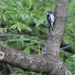 Downy Woodpecker