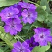 Ground Geraniums 