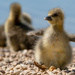He went with a quack and a waddle and a quack