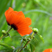 Poppy