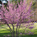 Pretty tree