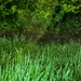H&H in Nature (14)