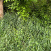 Weeds and grass