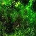 NoMowMay in Abstract (14) by rensala