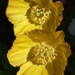 Welsh Poppies by fishers