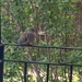 Half Railing with Bird, Half Lilac by spanishliz