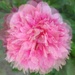 Peonies