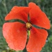 Poppies are 'popping up' by 365projectorgjoworboys