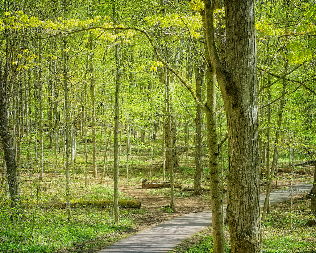 The Green Woods by gardencat