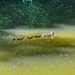 Family Outing