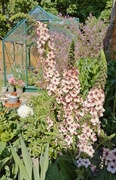 14th May 2025 - Mullein 'Cotswold Beauty'