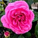 Pretty in pink 