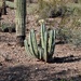 desertscape