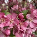 Pretty Pink