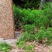 Horse Tails Reimagined  -- Day 14  No Mow