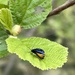 Beetle
