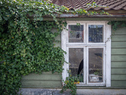 14th May 2025 - Old house with ivy