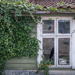 Old house with ivy