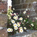 Daisies