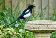 14th May 2025 - Good Morning Mr Magpie