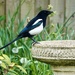 Good Morning Mr Magpie