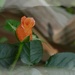 Coral knockout rose bud...