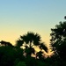Palm tree sunset. 