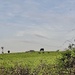 Pastoral Silhouettes