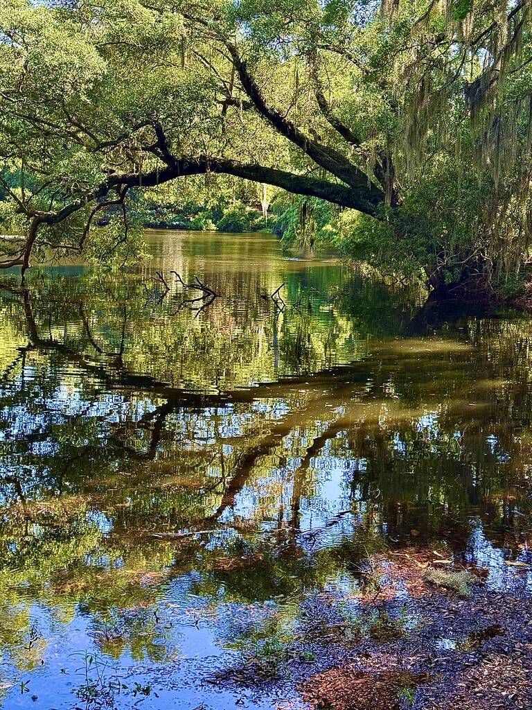 Reflections by congaree