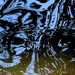 Pond ripples