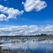 At the Marsh by radiogirl