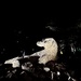 Komodo dragon. 
